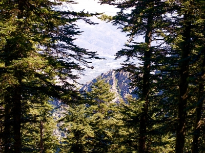 Bosc d'avets prop del refugi Bonaigua  - imatge S.M.C.